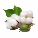 cotton 6